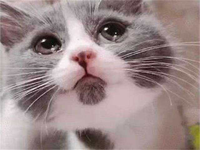 猫流泪是怎么回事？小猫为什么流眼泪呢呢
