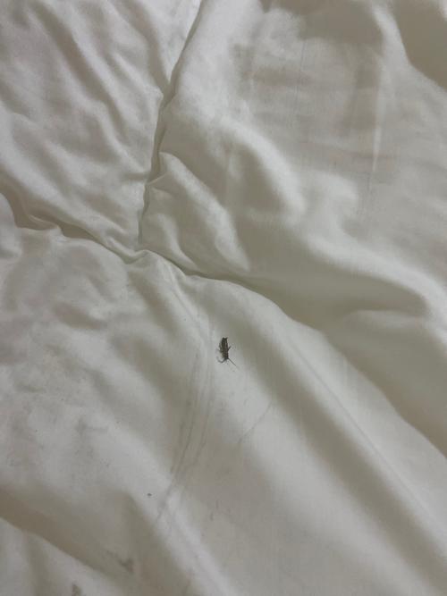 如果住宾馆有虫子怎么办？为什么酒店没有虫子呢呢