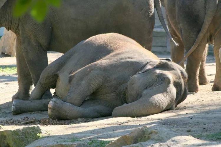 大象可以趴着吗？大象为什么站着睡觉呢呢-图2