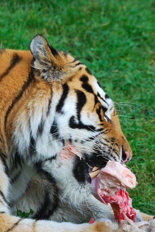 食肉动物(比如狮子、老虎)更喜欢吃生肉还是熟肉？为什么老虎要吃生肉呢呢