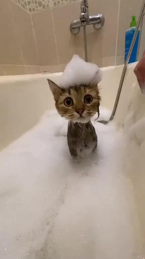 为什么猫咪洗澡很乖？猫咪为什么喜欢洗澡呢呢