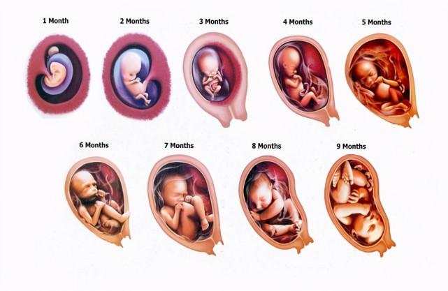 胎儿头大是什么原因？头大就一定不能顺产吗？为什么胎儿脑袋大呢呢