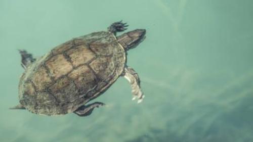 乌龟不在水中，在陆地可以呆多久？为什么乌龟不在大海呢呢-图1