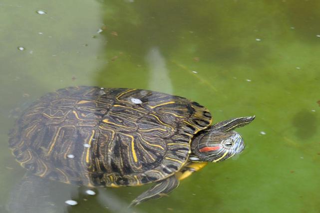 乌龟不在水中，在陆地可以呆多久？为什么乌龟不在大海呢呢-图3