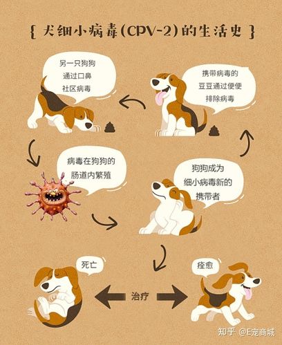 狗狗患细小和肠胃炎的分别是什么？小狗为什么得肠炎呢呢