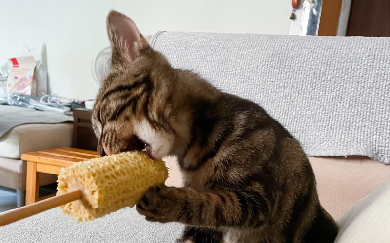 我家猫很喜欢吃玉米正常吗？猫为什么爱吃玉米呢呢