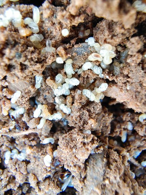 蚂蚁是怎么把卵给生出小蚂蚁？蚂蚁为什么抢卵呢呢