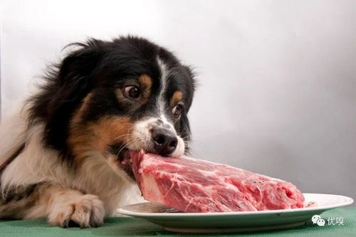 狗为什么喜欢吃肉？小狗为什么去吃肉呢呢-图1