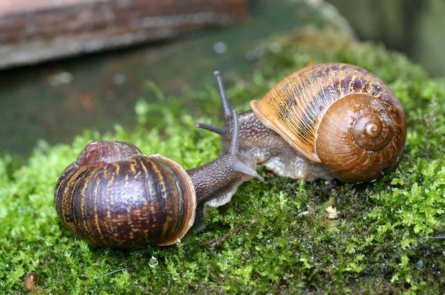 蜗牛的睡眠是多长时间？蜗牛为什么老睡觉呢呢