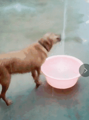 为什么狗害怕水又爱玩水？为什么小狗害怕洗澡呢呢-图1