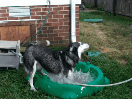为什么狗害怕水又爱玩水？为什么小狗害怕洗澡呢呢-图2
