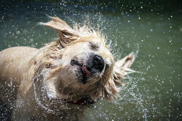 为什么狗害怕水又爱玩水？为什么小狗害怕洗澡呢呢-图3