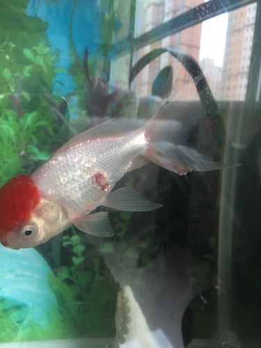 金鱼身上为什么有红血丝？鱼身上为什么会红呢呢