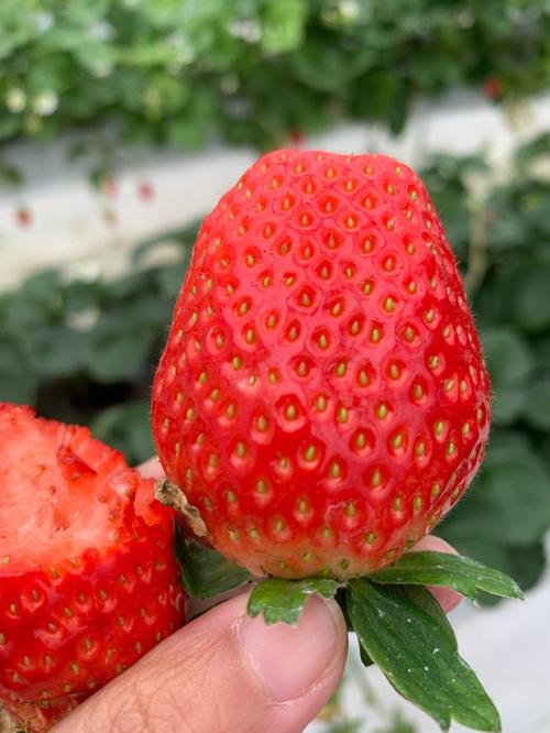 2021年香野草莓甜吗？草莓为什么不香呢呢