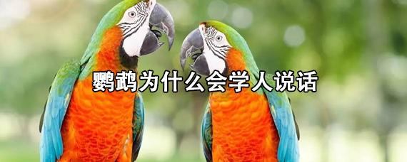 为什么鹦鹉善于学人说话？为什么会学人说话呢呢