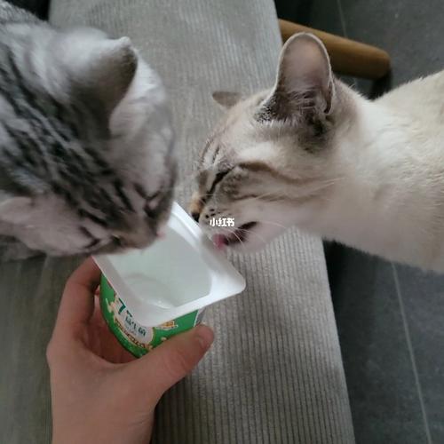 猫喜欢喝酸奶可以喂吗？猫咪为什么爱喝酸奶呢呢-图1
