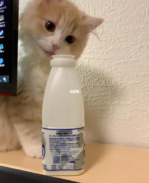 猫喜欢喝酸奶可以喂吗？猫咪为什么爱喝酸奶呢呢-图2
