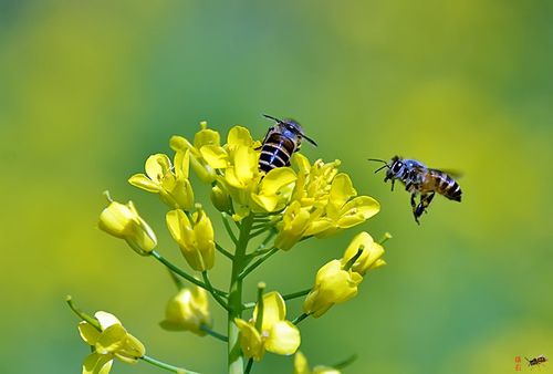 蜜蜂集体振翅什么原因？蜜蜂为什么会飞行呢呢