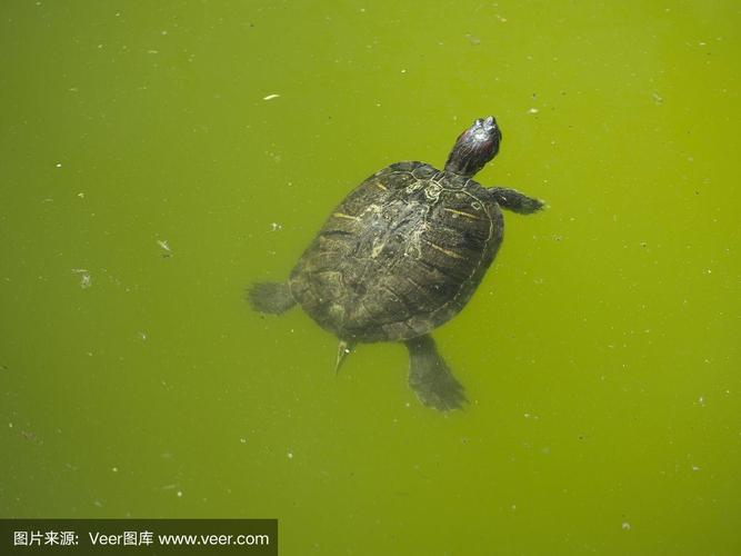 乌龟是不是都会游泳？为什么乌龟会游泳呢呢-图2