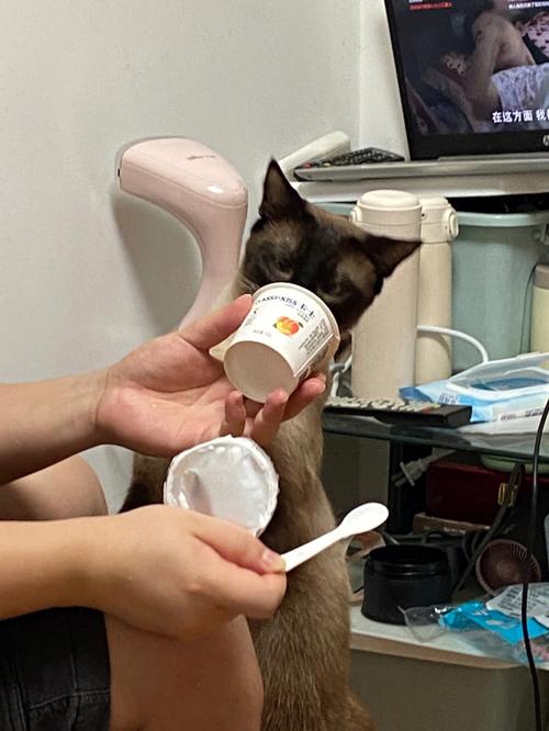 猫咪可以吃酸奶吗？猫为什么爱喝酸奶呢呢