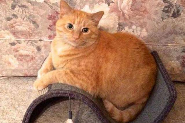 自家的猫咪长不胖，一直都长不胖，为什么？为什么小猫不胖呢呢