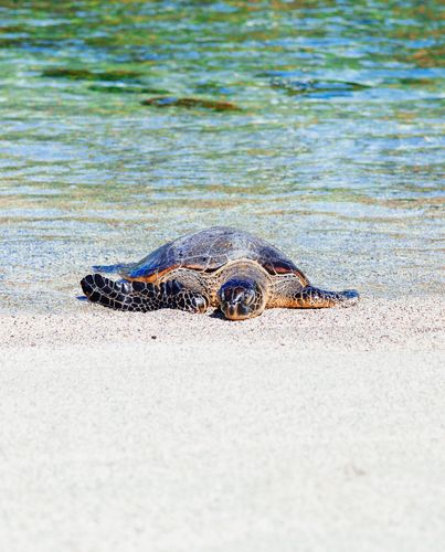 为什么海边有淡水龟？海边为什么会有乌龟呢呢