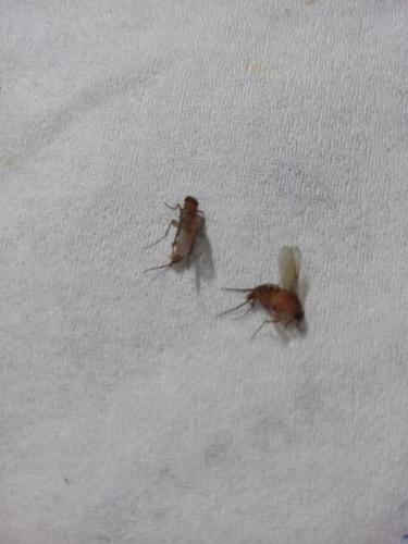 小虫子很像苍蝇但是比苍蝇小很多那是什么虫子啊有？昆虫为什么那么小呢呢-图3