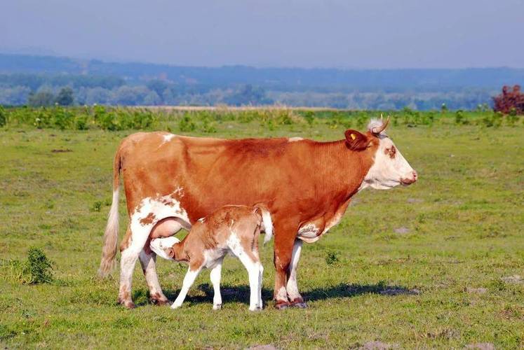 哺乳期母牛太瘦怎样增肥？养牛为什么不长肉呢呢