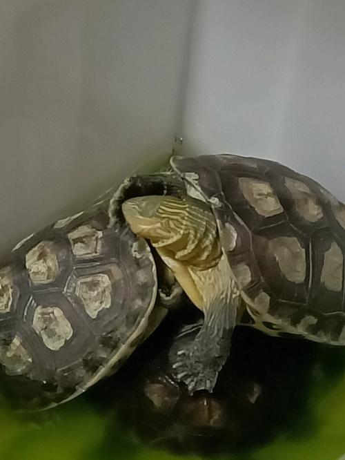 乌龟会睡觉吗？为什么乌龟总是睡觉呢呢