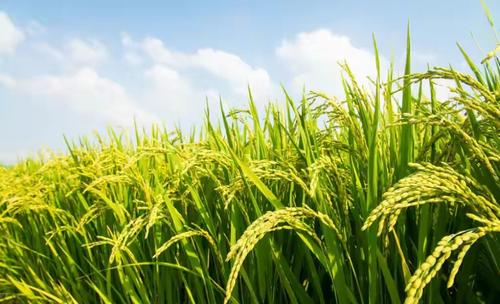 水稻未来15天涨不涨？为什么水稻不涨价呢呢