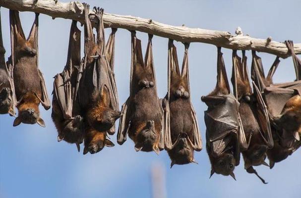 为什么蝙蝠要在夜间活动？蝙蝠为什么白天睡觉呢呢