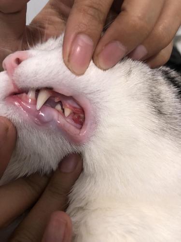 猫咪牙齿全拔后又长出肉芽怎么办？拔牙为什么还能长牙呢呢
