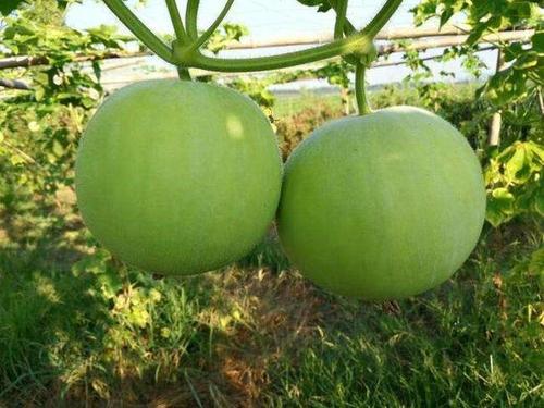 香芋冬瓜种植时间和方法？冬瓜为什么通气呢