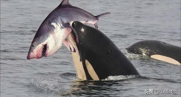 鲨鱼敢不敢攻击鲸鱼？为什么我怕鲸鱼呢