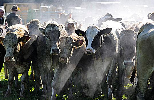 牛一年喝多少升水？母牛为什么出汗呢