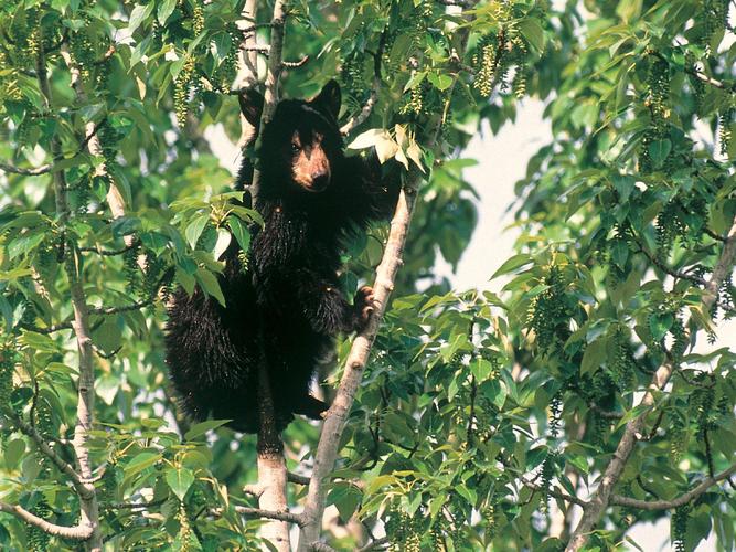 熊爬树有多快？黑熊为什么爬树呢