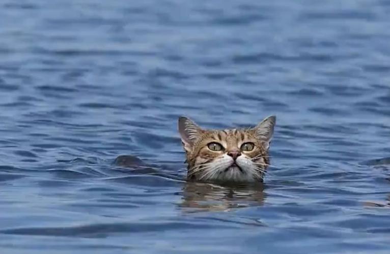 猫也是哺乳动物为什么不会游泳为什么不会游泳呢-图2