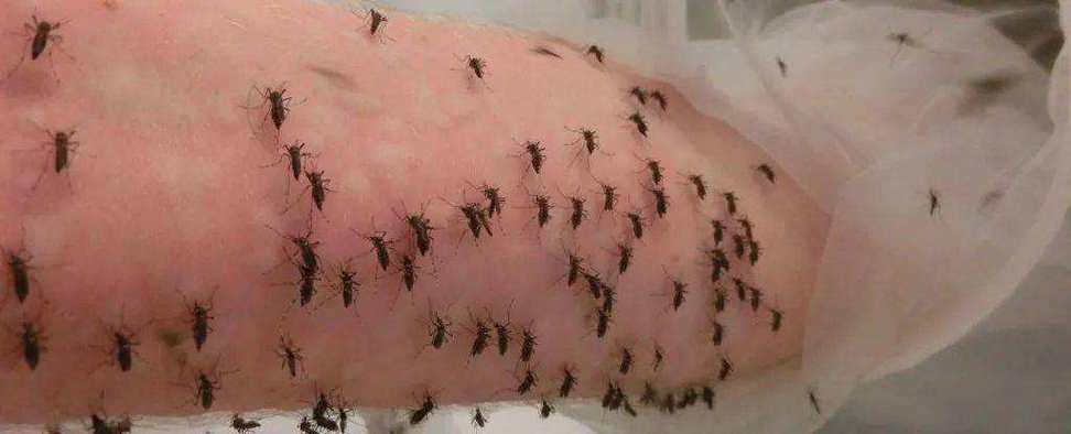 大臭蚊子咬人吗？为什么蚊子臭呢