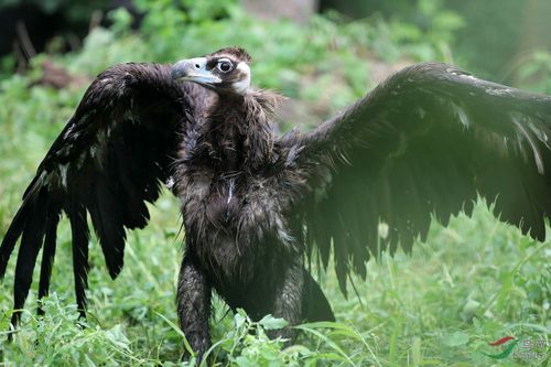 碧峰峡有什么动物？秃鹫为什么稀有呢
