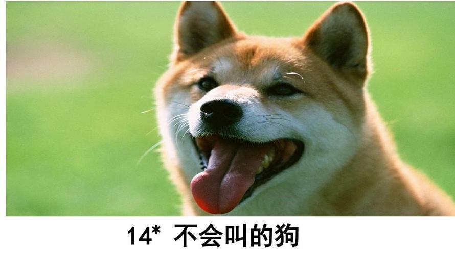 四川话狗子的是什么意思？为什么叫你小狗呢