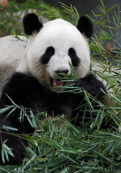 大熊猫为何被称为国宝?它有什么独特之处?为何有那么多人喜欢它？咱们熊猫为什么呢