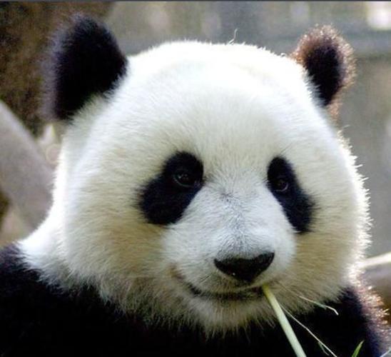 大熊猫为何被称为国宝?它有什么独特之处?为何有那么多人喜欢它？咱们熊猫为什么呢-图2