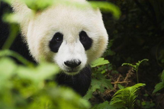 大熊猫为何被称为国宝?它有什么独特之处?为何有那么多人喜欢它？咱们熊猫为什么呢-图3