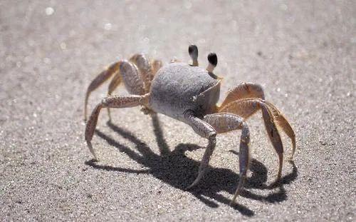 螃蟹为什么横着走路？螃蟹为什么横呢
