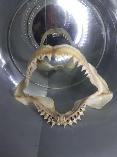 鲨鱼的牙齿是怎样的？为什么鲨鱼呢牙齿