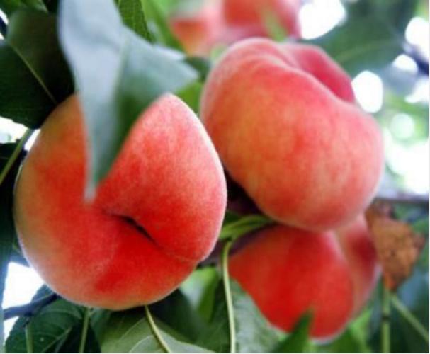 桃子为什么是古老的水果？桃子为什么水果呢