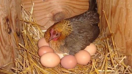 鸡为什么会生蛋？为什么会生蛋呢