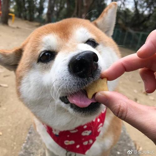 狗狗为什么不吃有葱的饼干？为什么不吃饼干呢