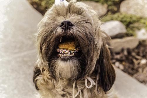 狗狗为什么不吃有葱的饼干？为什么不吃饼干呢-图2