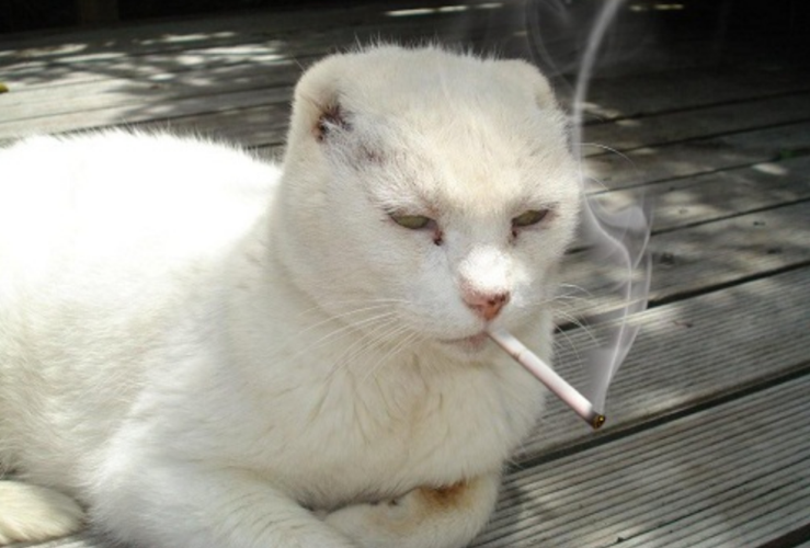 为什么有人会亲猫？猫为什么叼烟呢